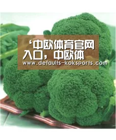 中欧体育官网入口，中欧体育官方下载，中欧体育平台